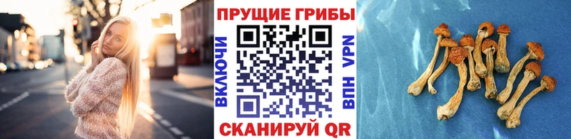 Галлюциногенные грибы Psilocybine cubensis  Олёкминск 